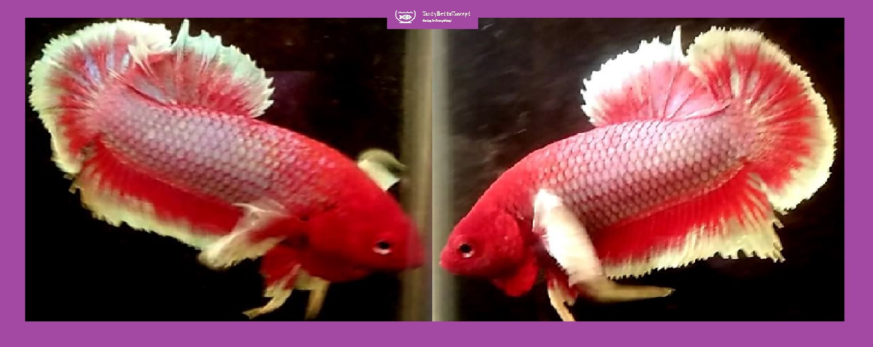RED HEAD PURPLE BIG EAR!! #1 (Shipping Cost Included in Price)