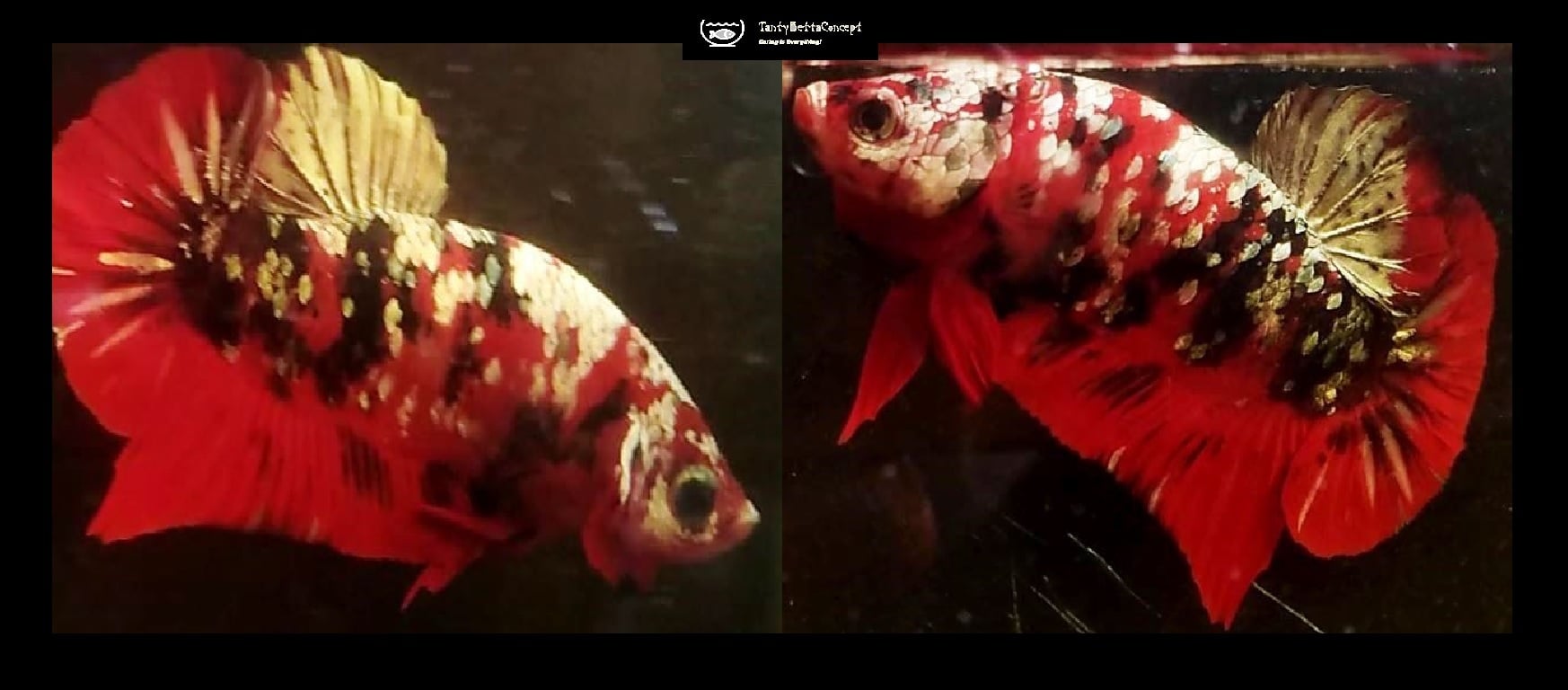 RED KOI COPPER!! #1 (Shipping Cost Included in Price)