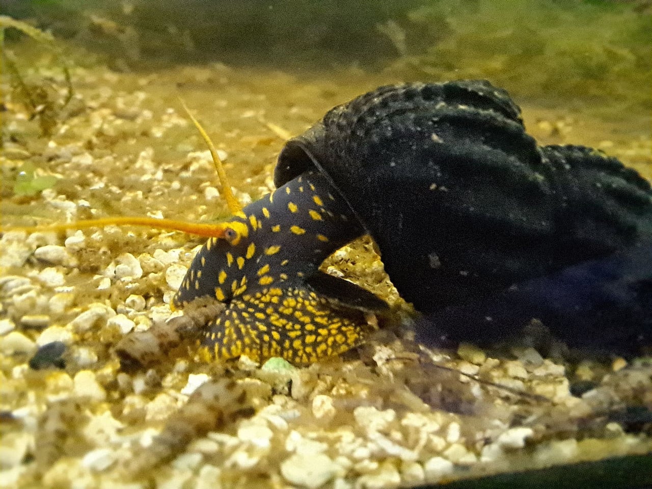 3 + 1 Yellow Spot Rabbit Snails - USA Bred