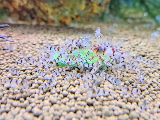 10 + 1 Raccoon Tiger Shrimp - USA Bred
