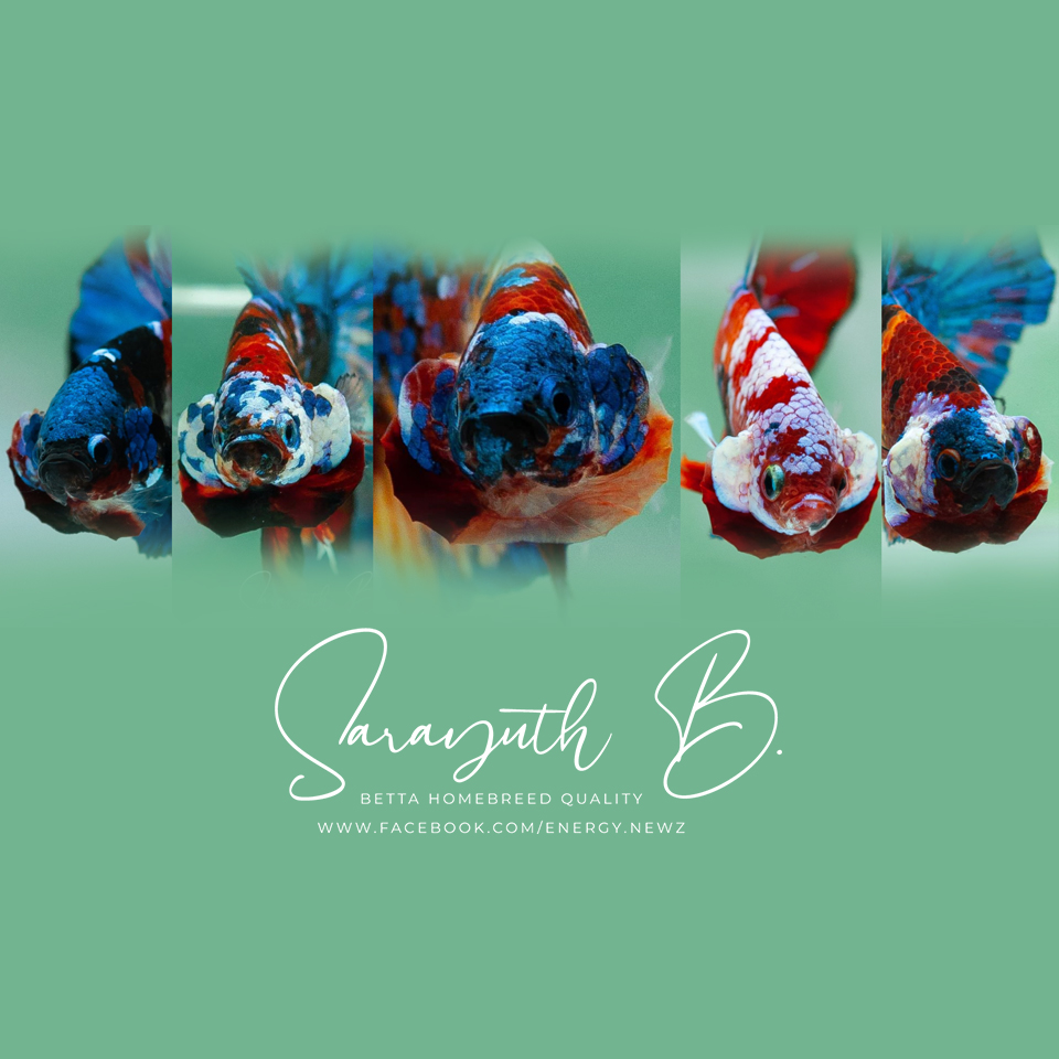 Store: SARAYUTH B. (Newclear betta)