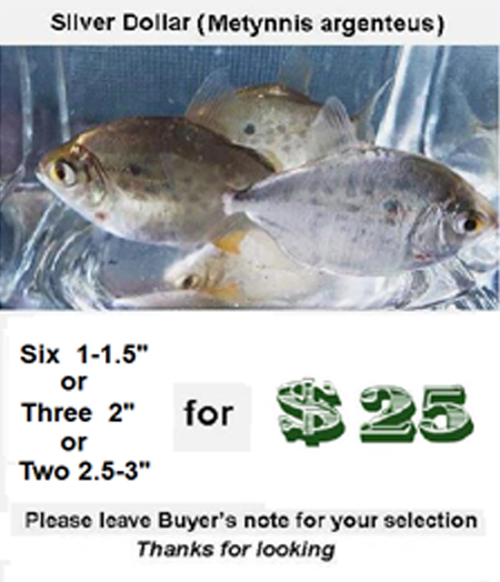 Six 1- 1.5" Silver Dollar