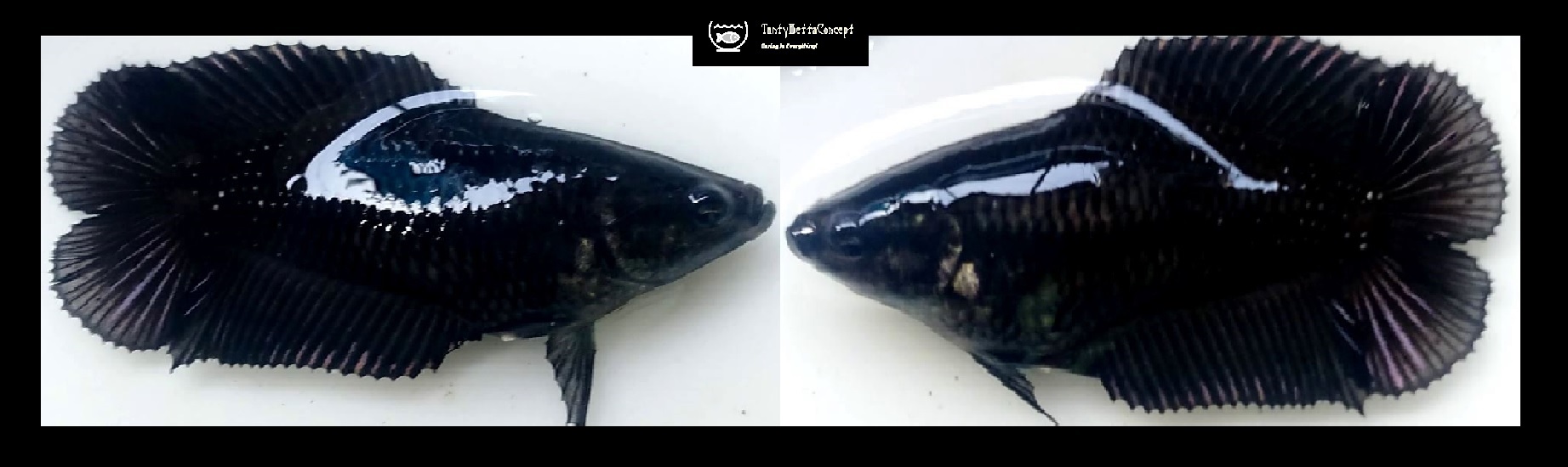 FEMALE BATMAN DOUBLETAIL!! #1 (Shipping Cost Included in Price)