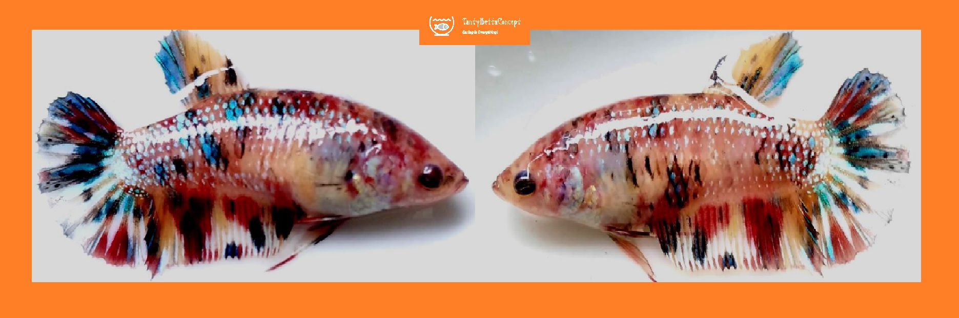 SEXY GIANT ORANGE-BASED MARBLE MULTI!! #2 (Shipping Cost Included in Price)