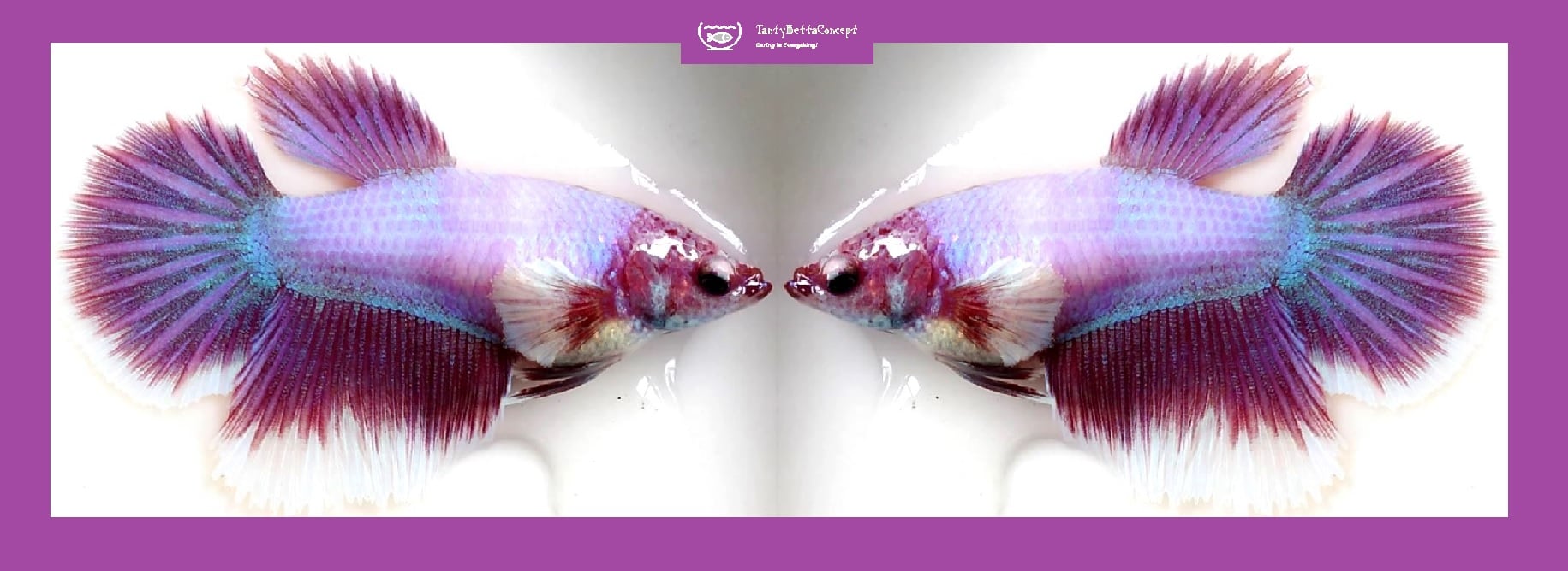 SEXY HALFMOON PURPLE MASCOT!! #1 (Shipping Cost Included in Price)