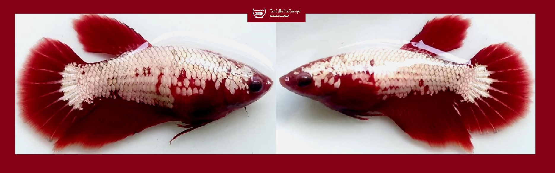 SEXY HALFMOON RED DRAGON SNOW!! #1 (Shipping Cost Included in Price)