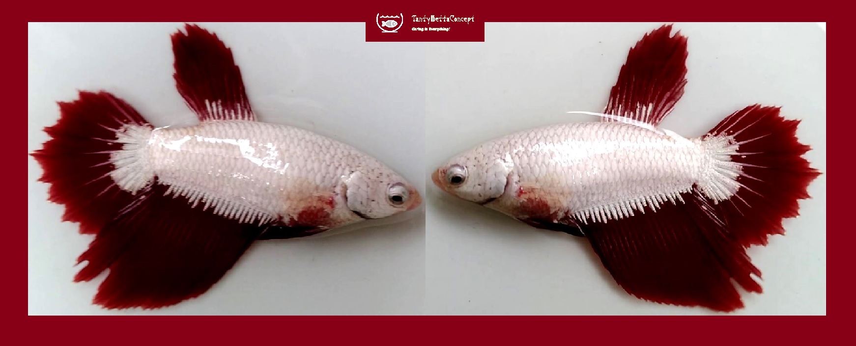 SEXY HALFMOON RED DRAGON SNOW!! #1 (Shipping Cost Included in Price)