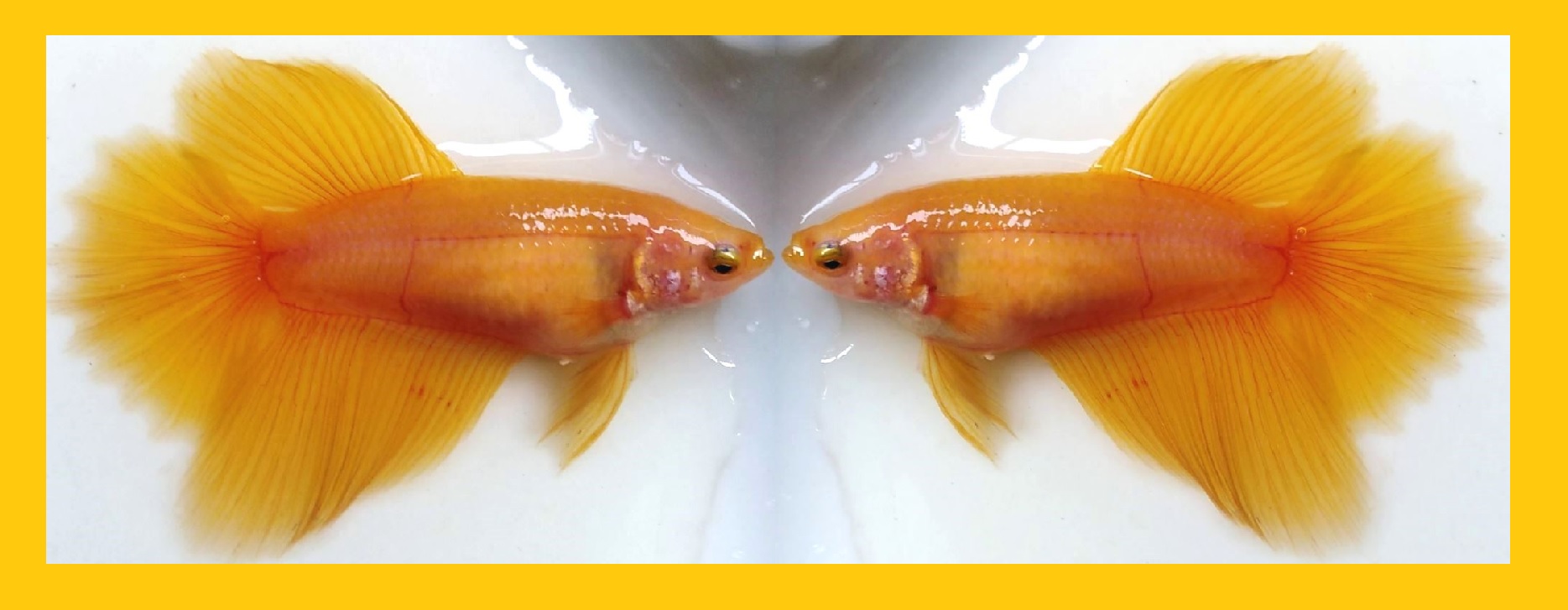 SEXY HALFMOON SUPER YELLOW!! #1 (Shipping Cost Included in Price)