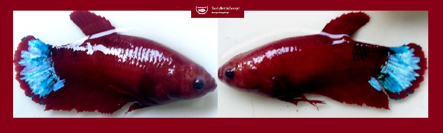 SEXY HELLMOM!! #2  (Shipping Cost Included in Price)