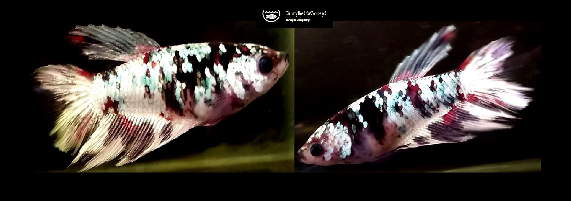 SEXY MARBLE LINE AVATAR!! #1 (Shipping Cost Included in Price)