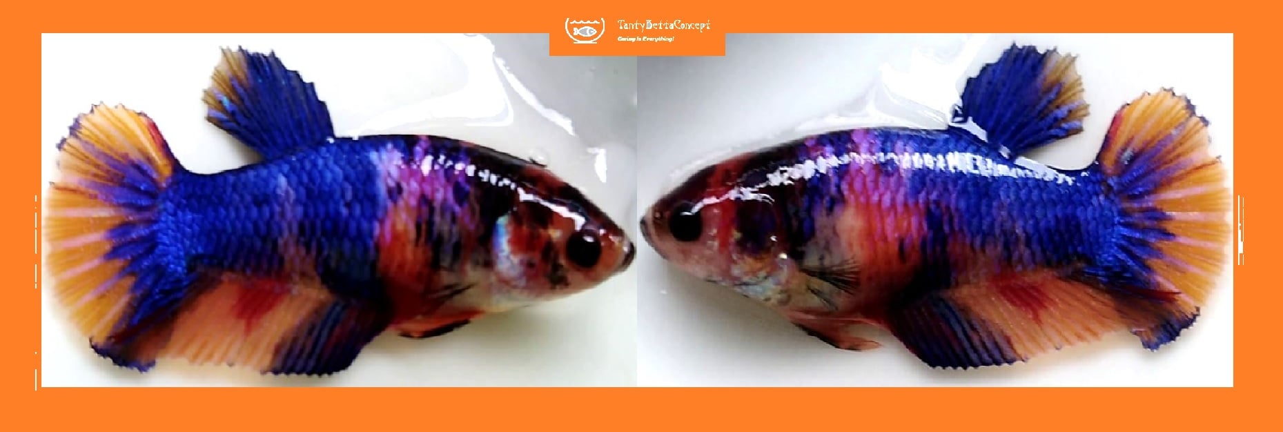SEXY ORANGE-BASED FANCY!! #1 (Shipping Cost Included in Price)