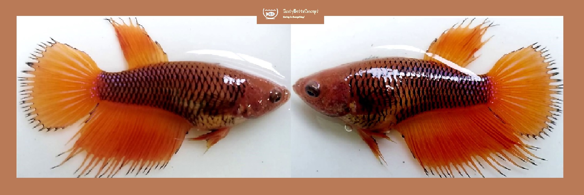 SEXY ORANGE FANCY CROWNTAIL!! #1 (Shipping Cost Included in Price)