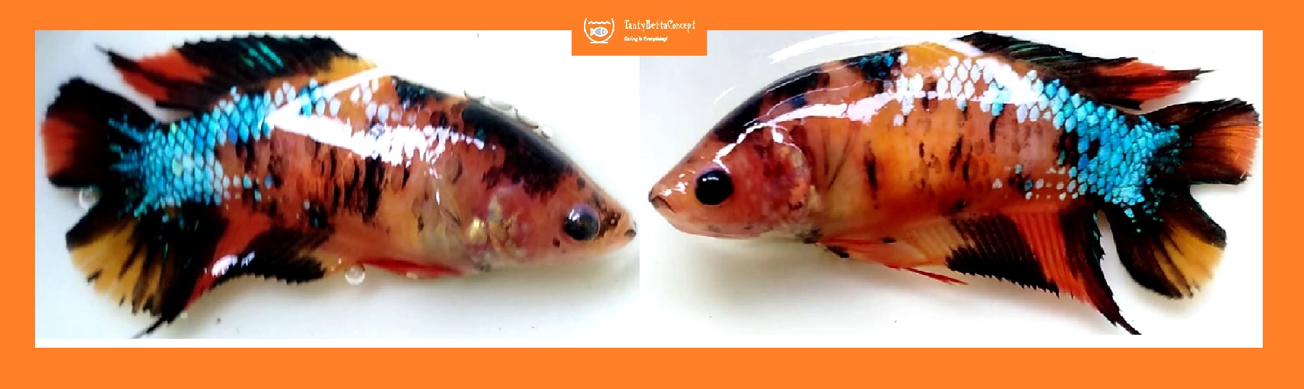 SEXY ORANGE FANCY GALAXY DOUBLETAIL!! #1  (Shipping Cost Included in Price)