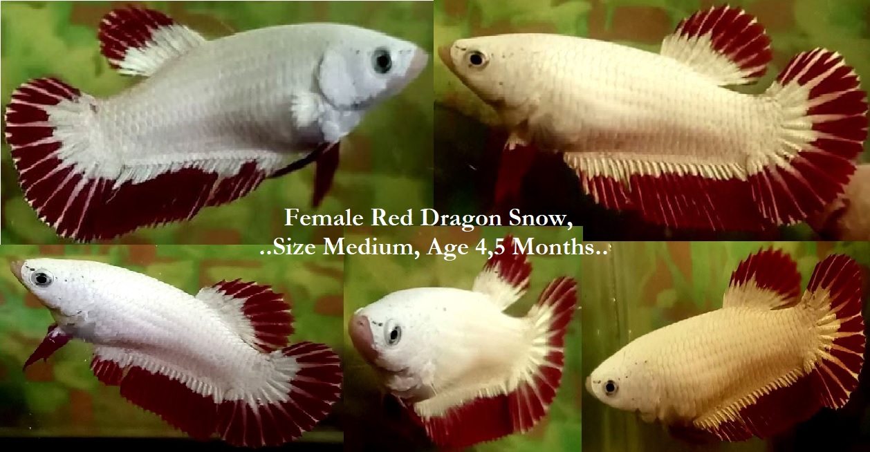SEXY RED DRAGON SNOW!! #1 (Shipping Cost Included in Price)