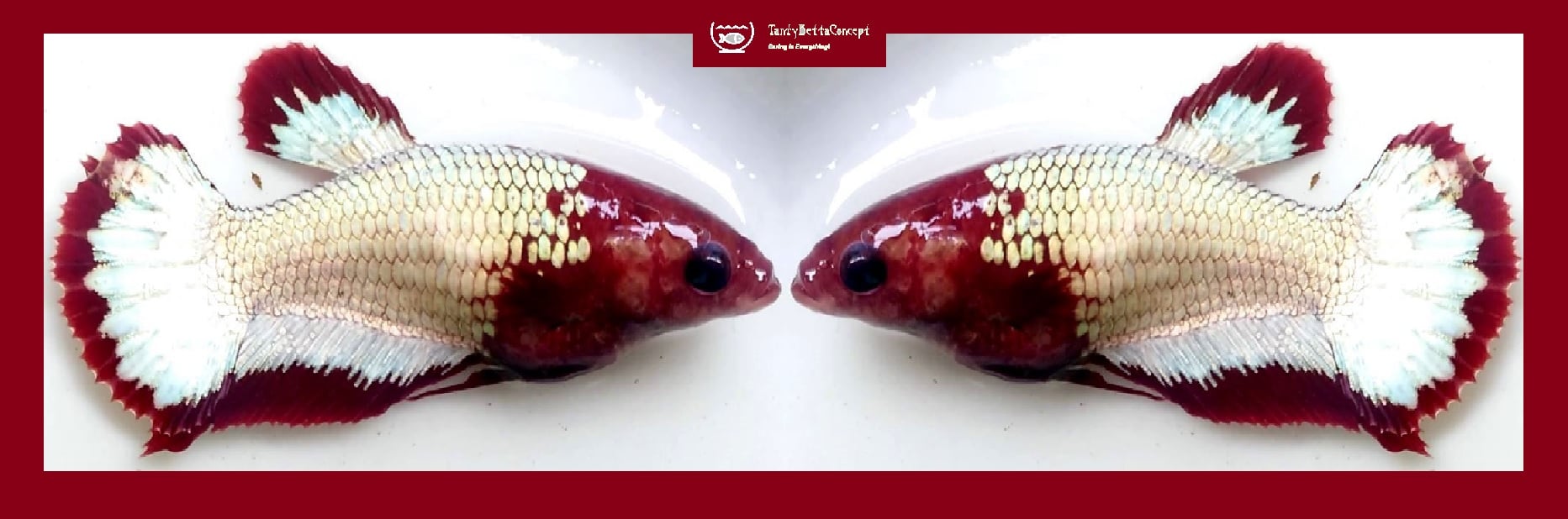 SEXY RED HEAD FCCP!! #1 (Shipping Cost Included in Price)