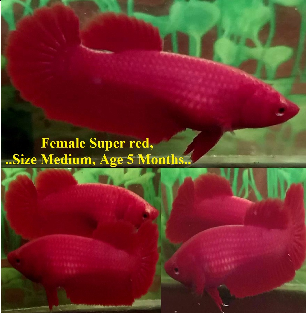SEXY SUPER RED!! #1 (Shipping Cost Included in Price)
