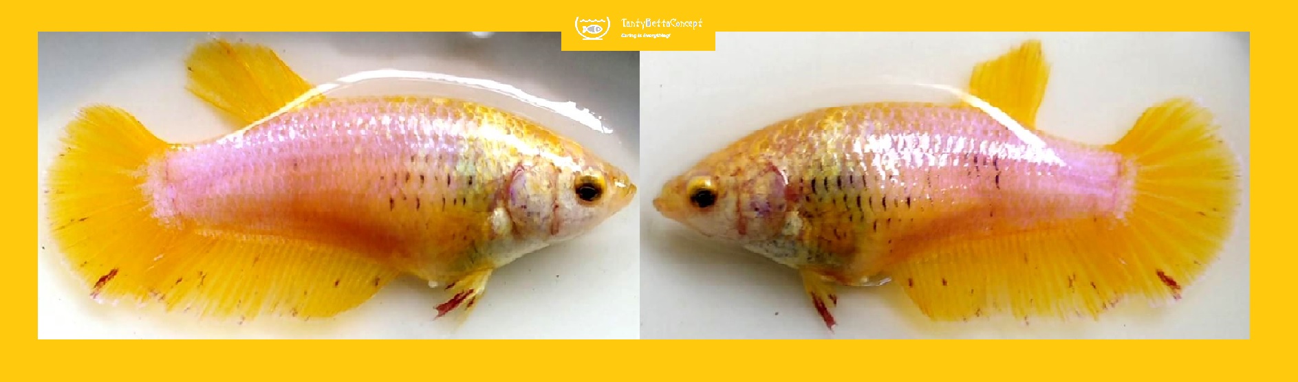 SEXY YELLOW VIOLET!! #1 (Shipping Cost Included in Price)