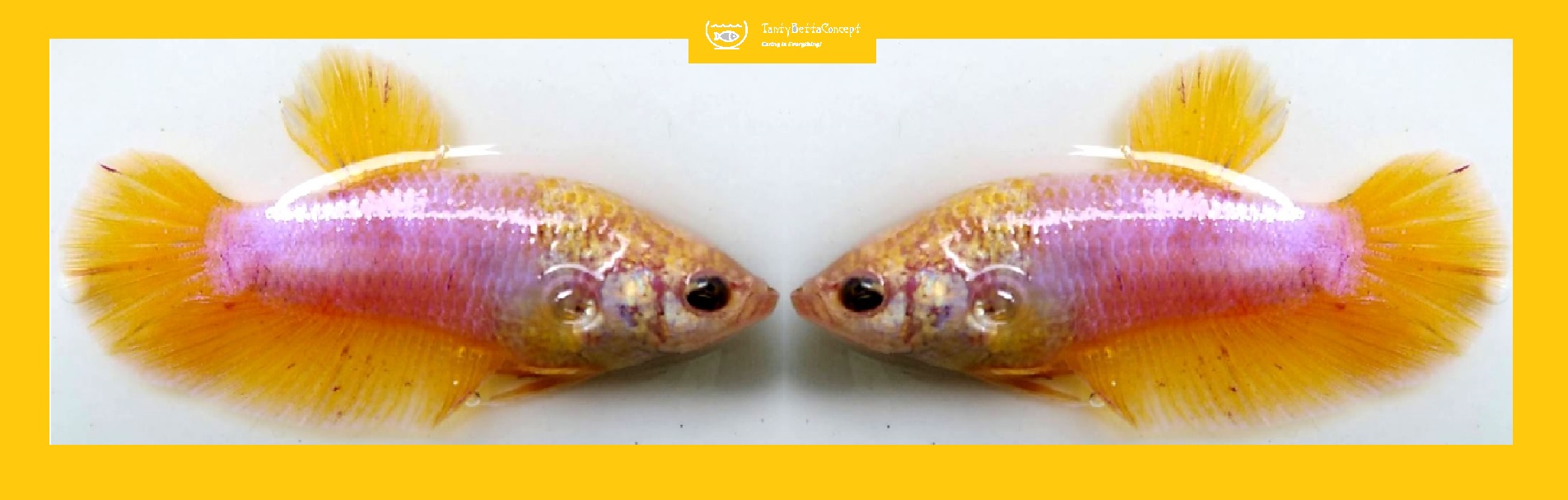 SEXY YELLOW VIOLET!! #2 (Shipping Cost Included in Price)