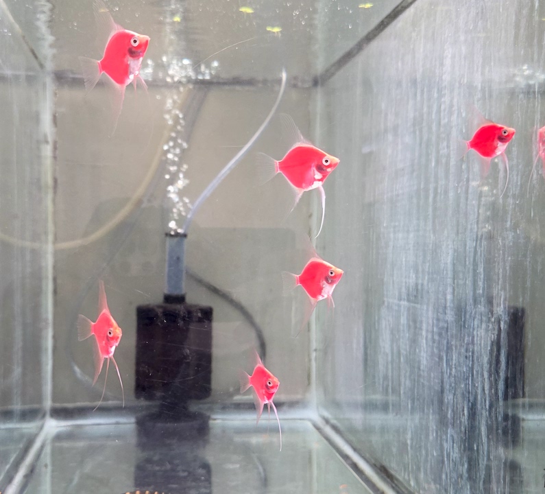 Store: Long Island Angelfish