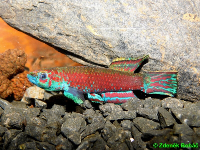 Scriptaphyosemion cauveti Kindia +25 eggs