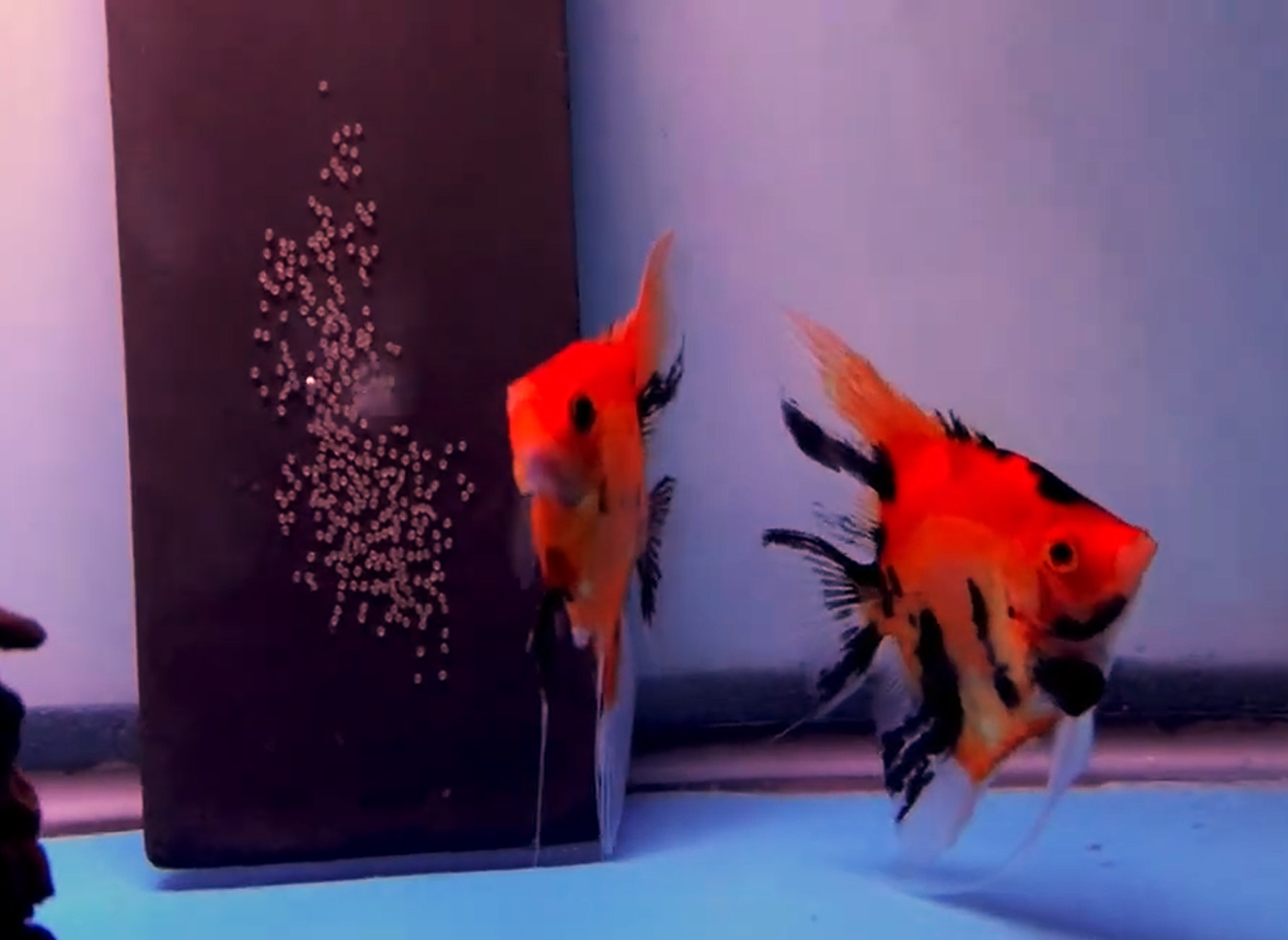 Proven Red Devil Angelfish Pair #4137