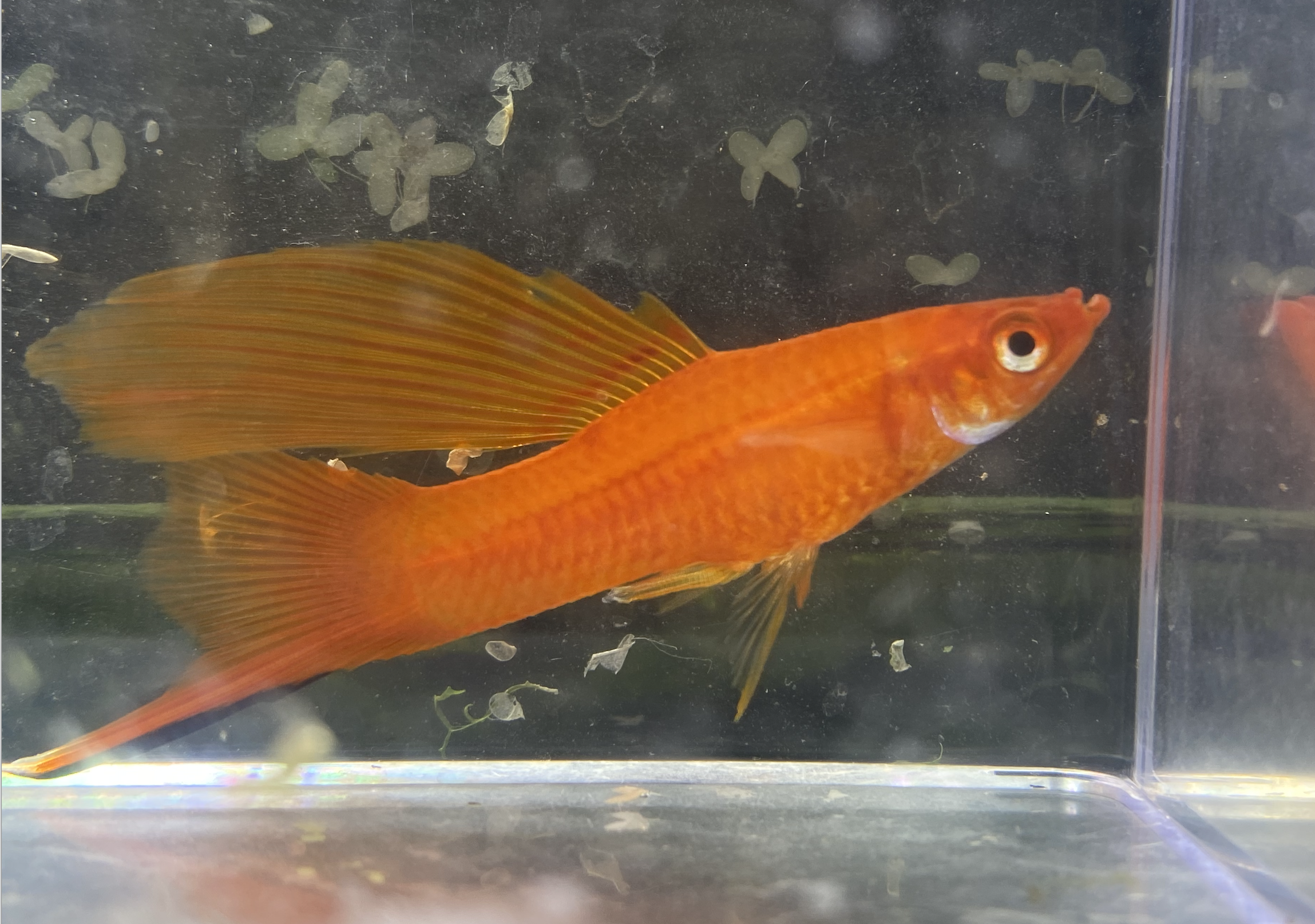 high-fin reddish orange male swordtail
