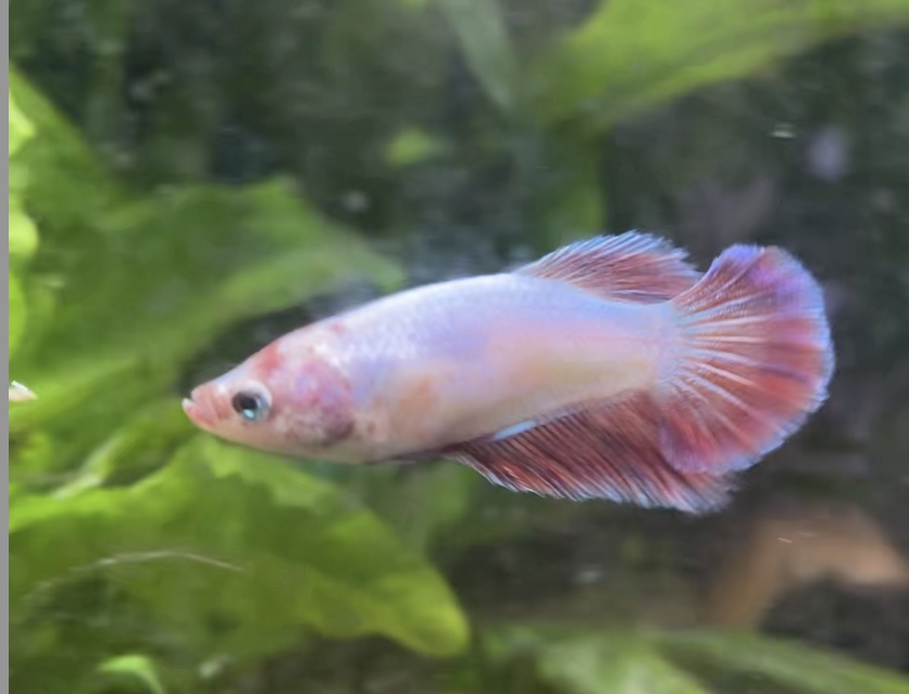 pink fin white female betta