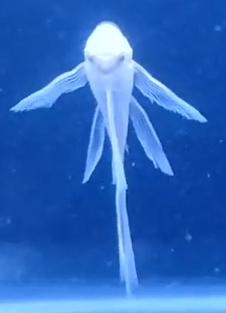 Longfin Snow White Plecos x 10 - WYSIWYG!