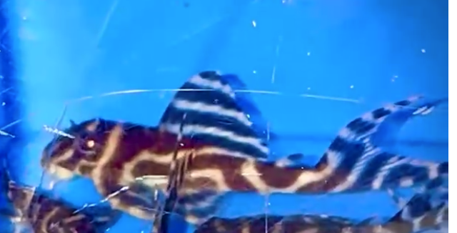 1 juvenile F1 L173 from TwotankAmin