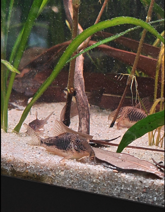 C023 Corydoras sarareensis – Tank Bred – Group of 6