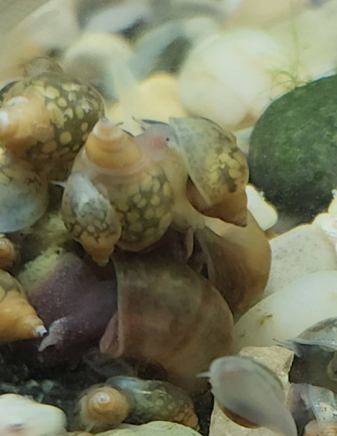 Feeder Snails FREE SHIPPING 120+ Live Pond Snails - Puffer/Loach/Turtle Food