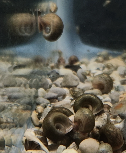 Feeder Snails LIVE 100+ Ramshorn Snails