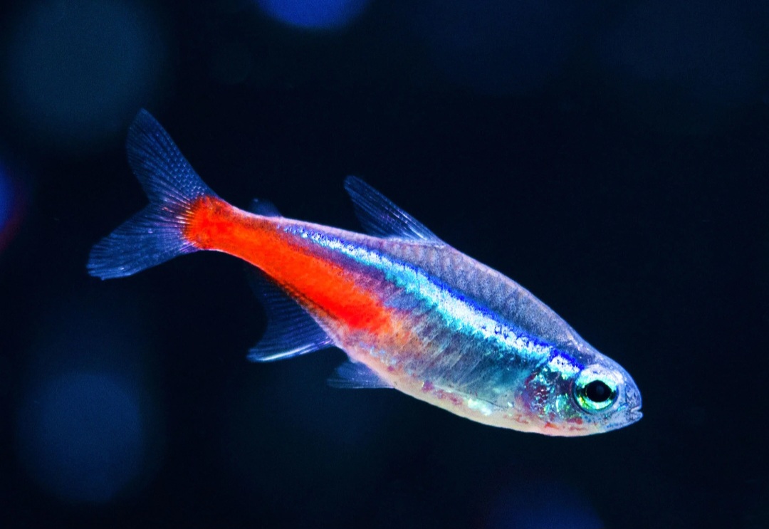 Store: George Breeder