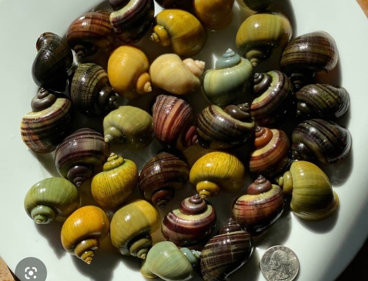 Store: Razor freshwater snails