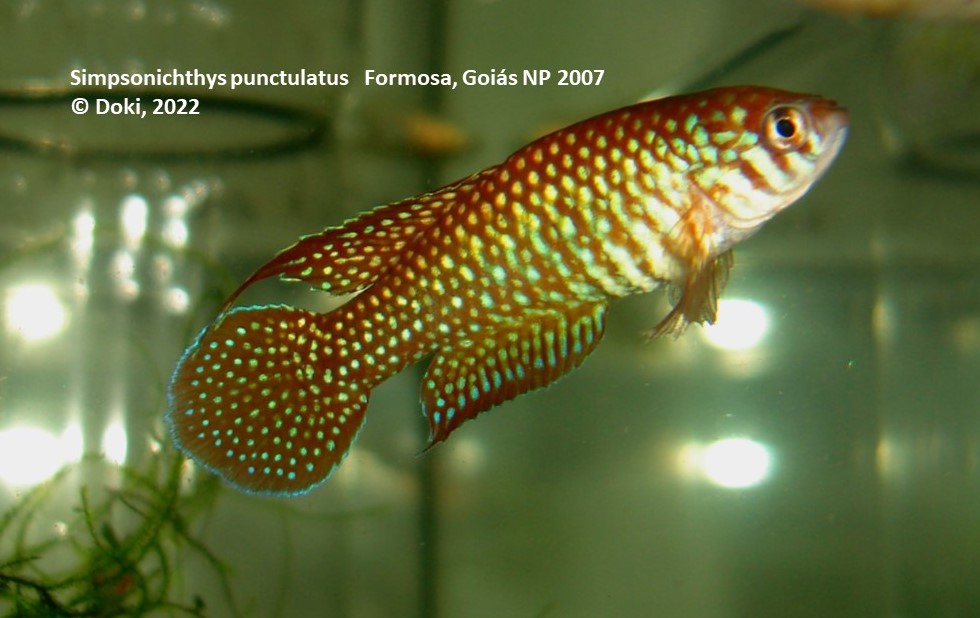 Simpsonichthys punctulatus Formosa, Goias NP 2007 - 40 eggs