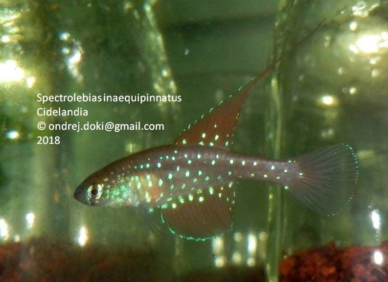 Spectrolebias inaequipinnatus Cidelandia, 35 eggs