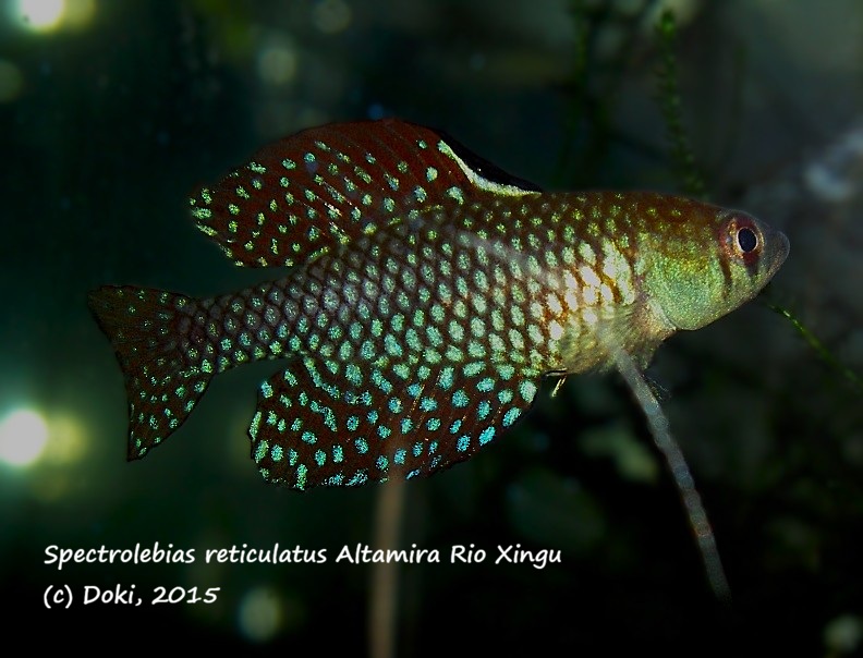 Spectrolebias reticulatus Altamira Rio Xingu, 50 eggs