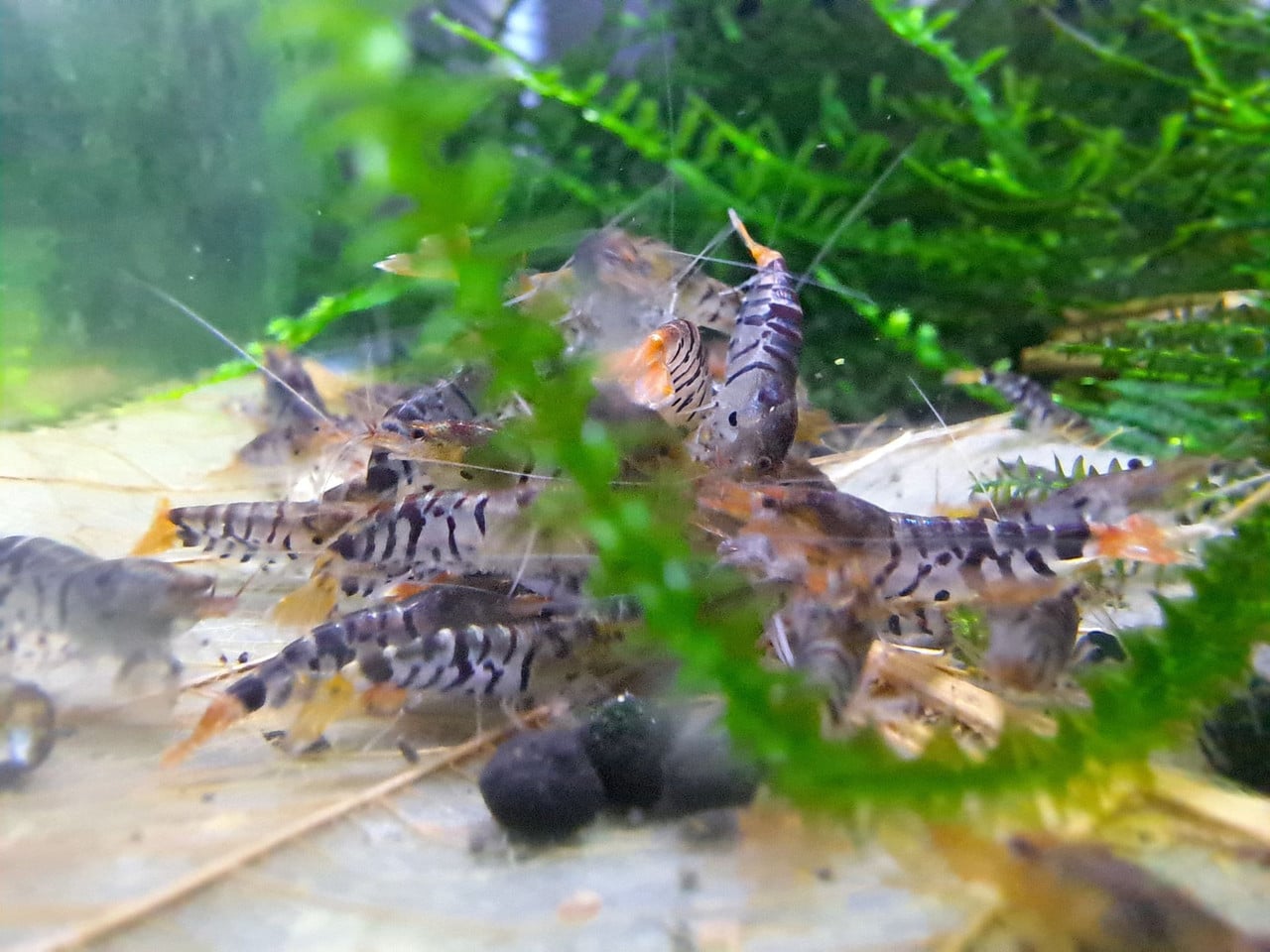6 + 1 Super Tiger Shrimp - USA Bred
