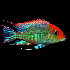 RED HEAD TAPAJOS YOUNG ADULTS MALES + FEMALE