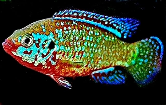 TURQUOISE JEWEL LOT OF 4 FISH
