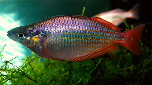 Breeding group of 6 young adult Melanotaenia splendida Mount Poverty