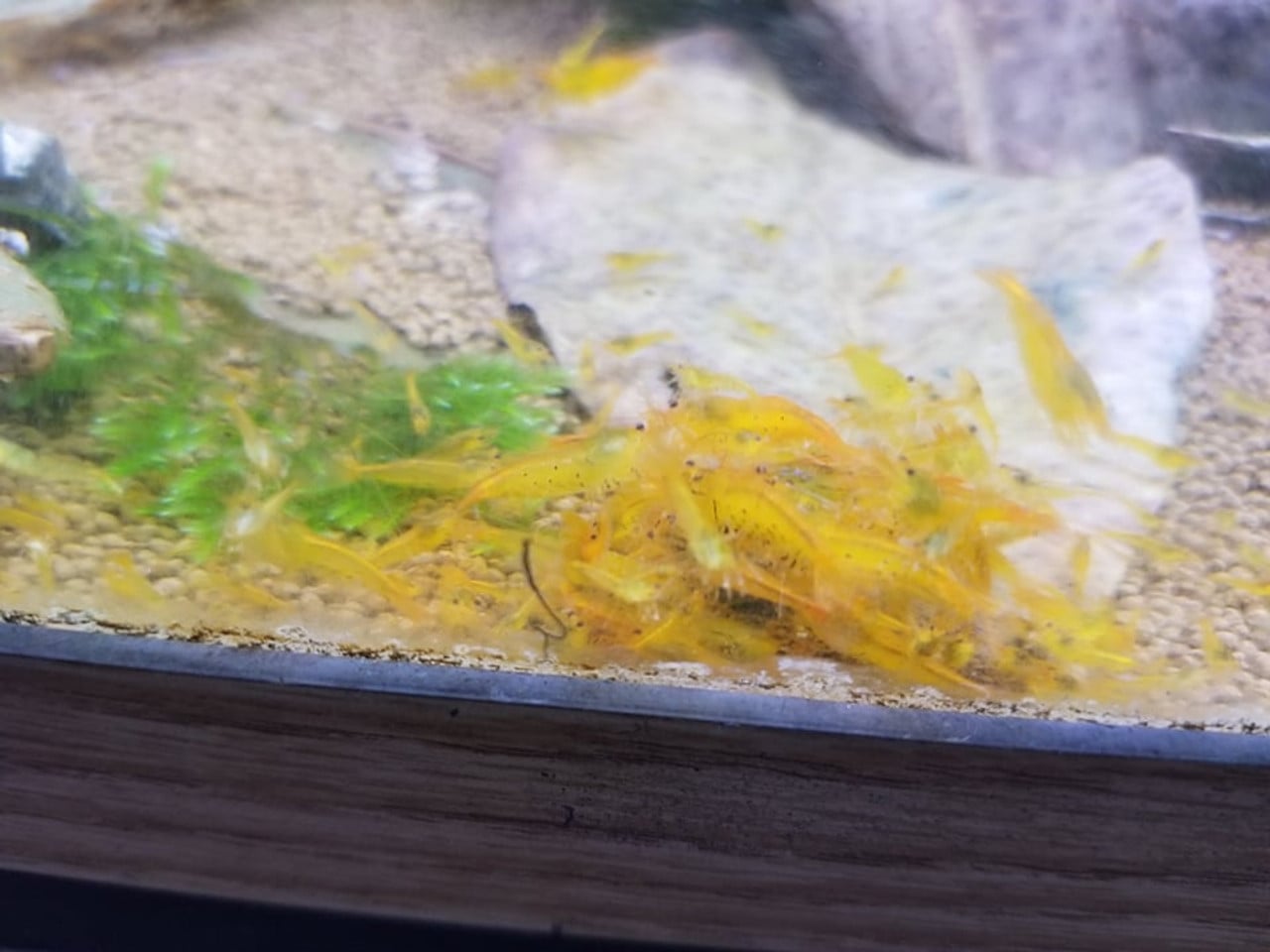 6 + 1 Tangerine Tigers -  USA Bred