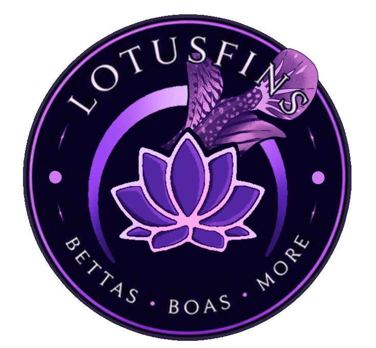 Store: LotusFins