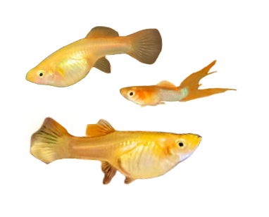 Japan Tropical Sky Guppy (Trio)