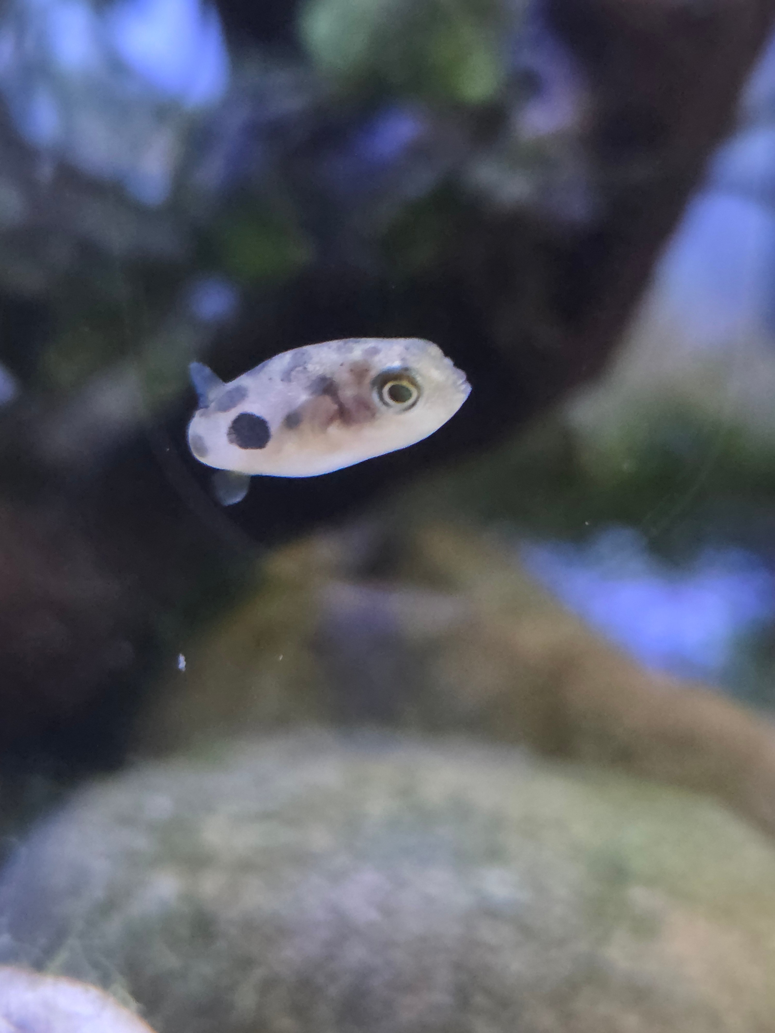 Pea Puffers