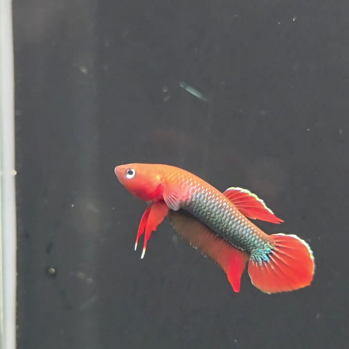 Store: Indonesian wild fish