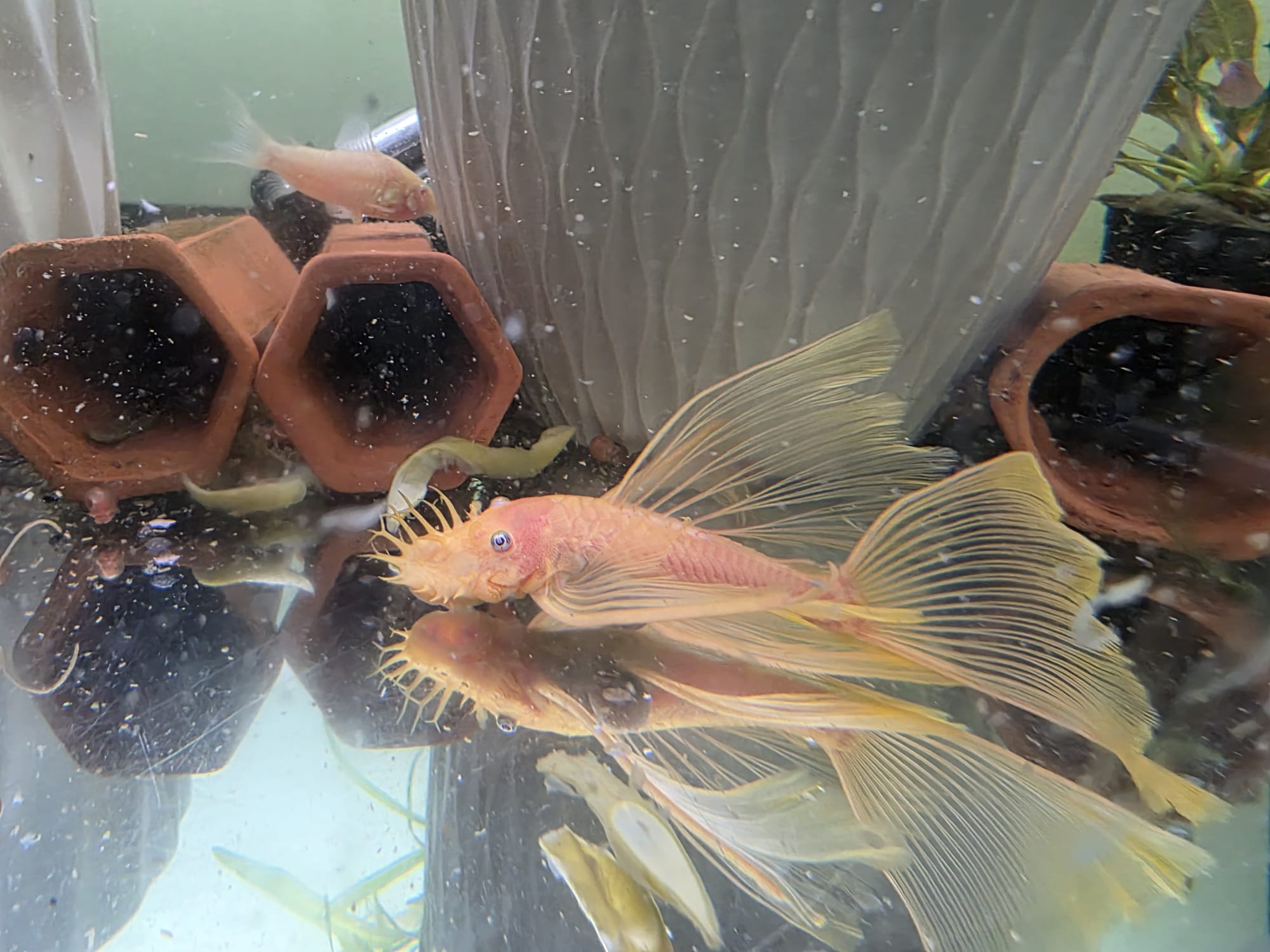 Store: Central Penn Aquatics