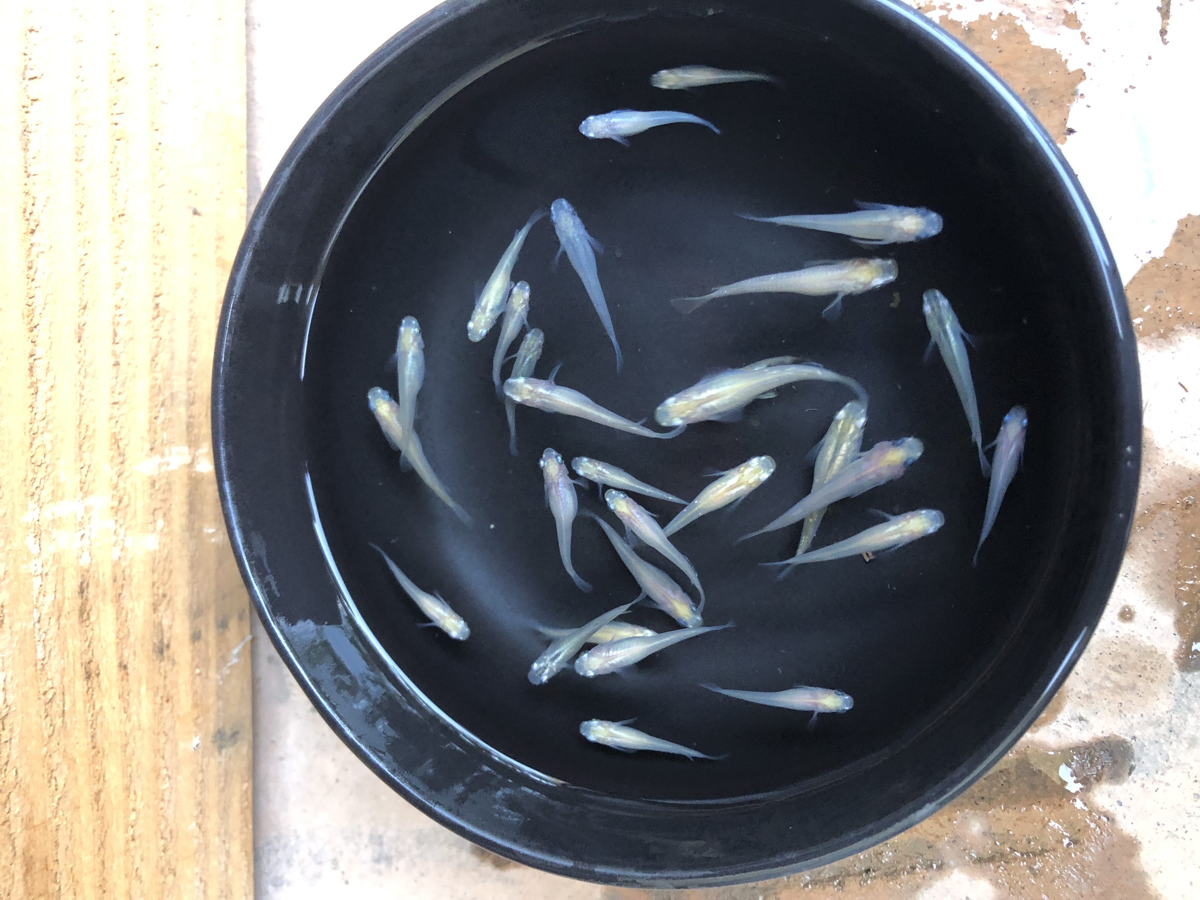 (8) Pearl Galaxy (white) Medaka (Japanese Ricefish)