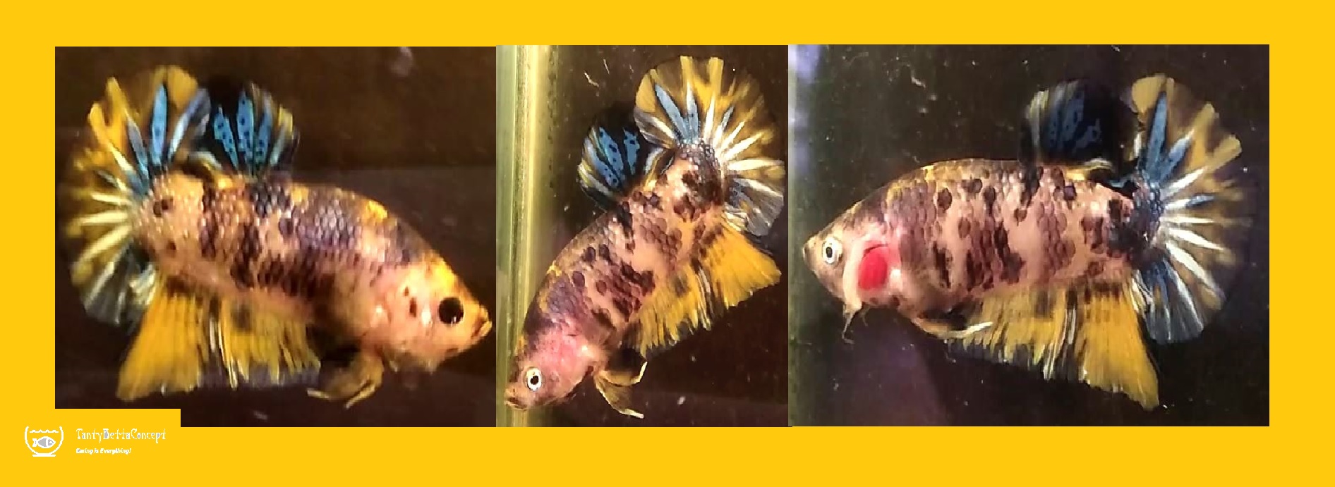 YELLOW KOI MARBLE!! #1 (Shipping Cost Included in Price)