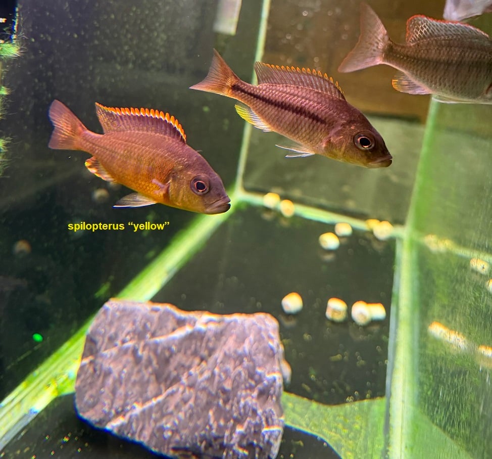 Hemitaeniochromis spilopterus “yellow” . 8 total Subadults.